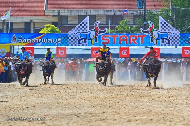 Büffelrennen Festivals in Thailand